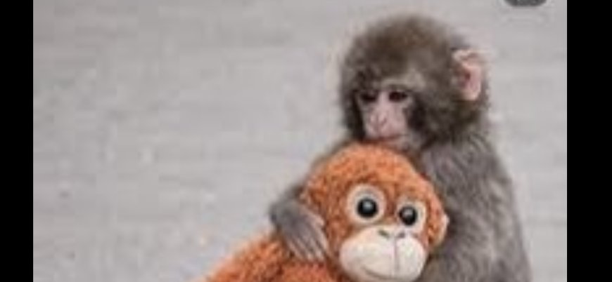 தாயால் அநாதையாக்கப்பட்ட குட்டி குரங்கு! வைரலாகும் வீடியோ!